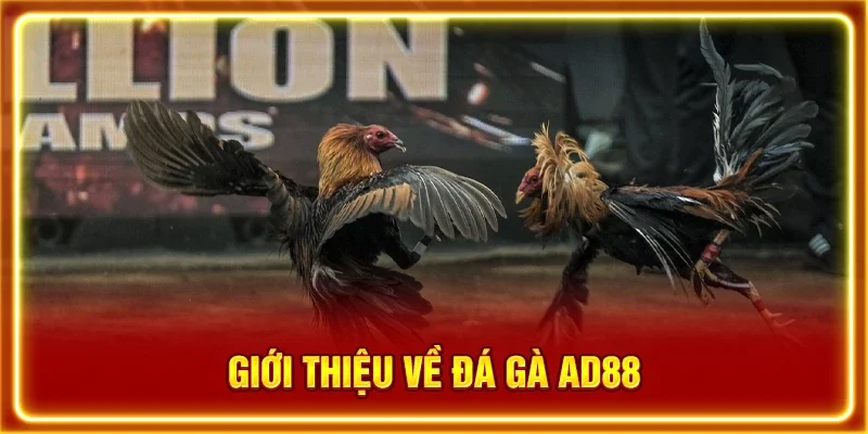 Giới thiệu về đá gà AD88