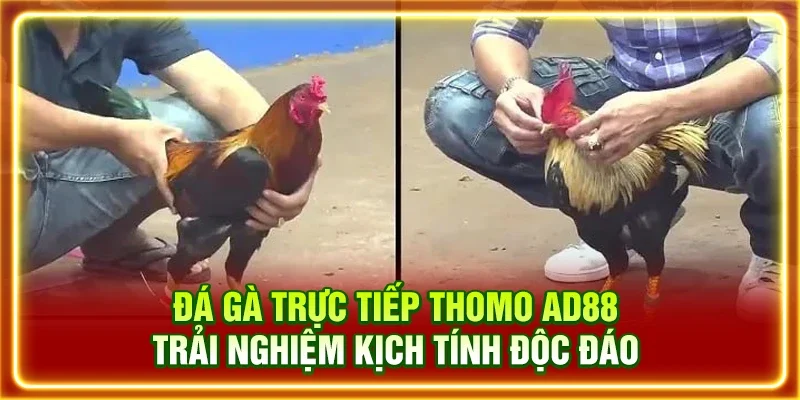 Đá Gà Trực Tiếp Thomo AD88: Trải Nghiệm Kịch Tính Độc Đáo